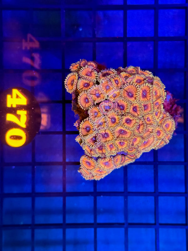 Episode 529 Live Sale Orange Tag #470 DESIGNER ZOA COLONY