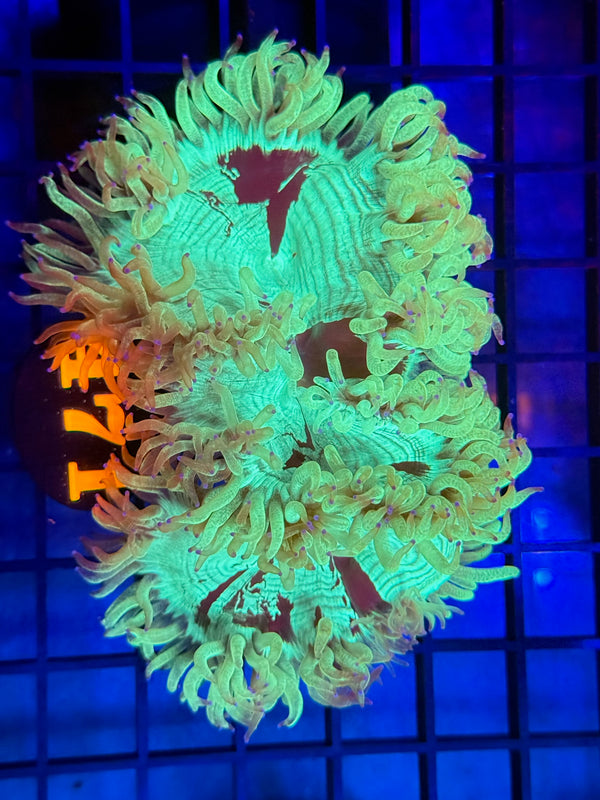 Episode 529 Live Sale Orange Tag #471 PURPLE TIP ELEGANCE