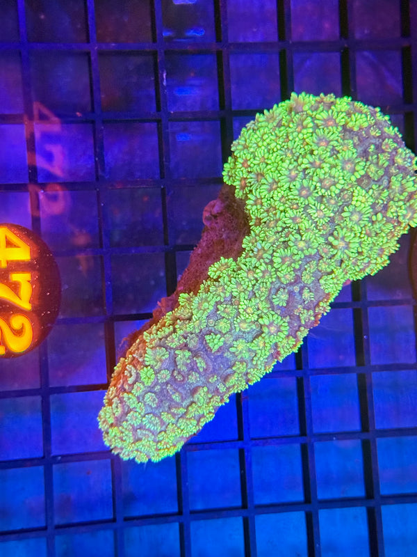 Episode 529 Live Sale Orange Tag #472 MULTI COLOR GONI