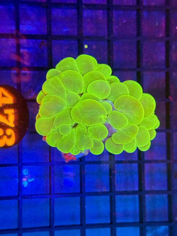 Episode 529 Live Sale Orange Tag #473 ULTRA GREEN BUBBLE CORAL