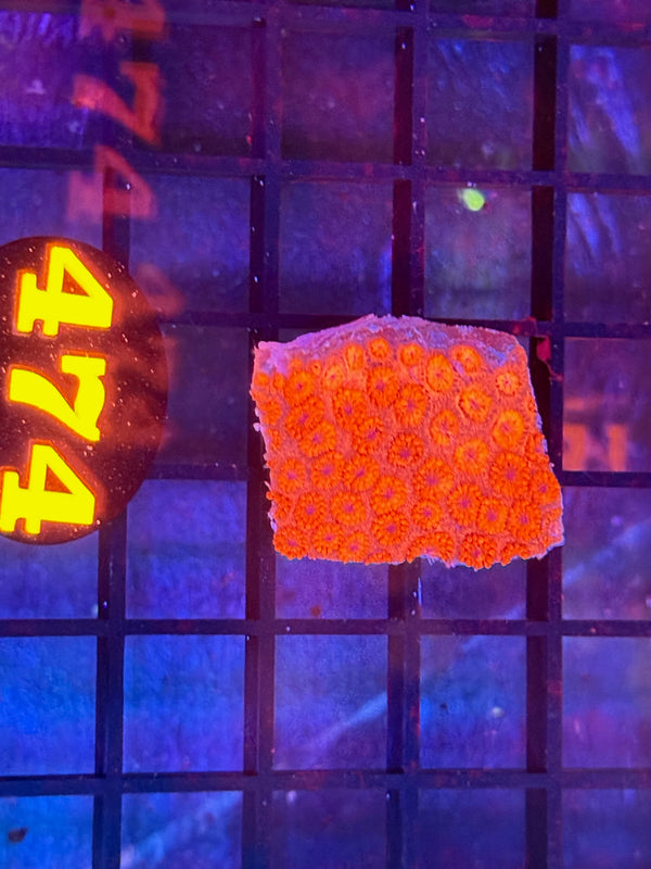 Episode 529 Live Sale Orange Tag #474 RED FLOWERPOT CORAL