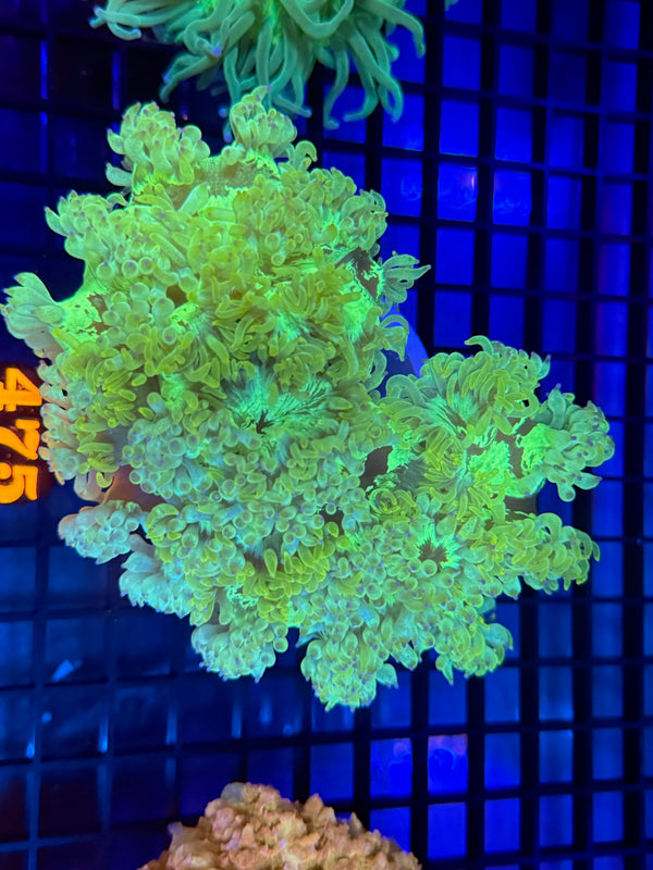 Episode 529 Live Sale Orange Tag #475 ELEGANCE CORAL