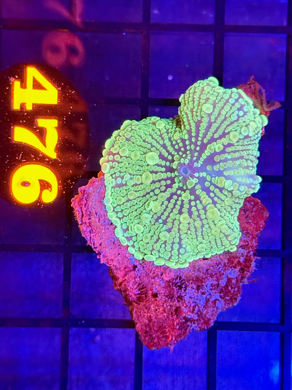 Episode 529 Live Sale Orange Tag #476 YUMA BOUNCE MUSHROOM