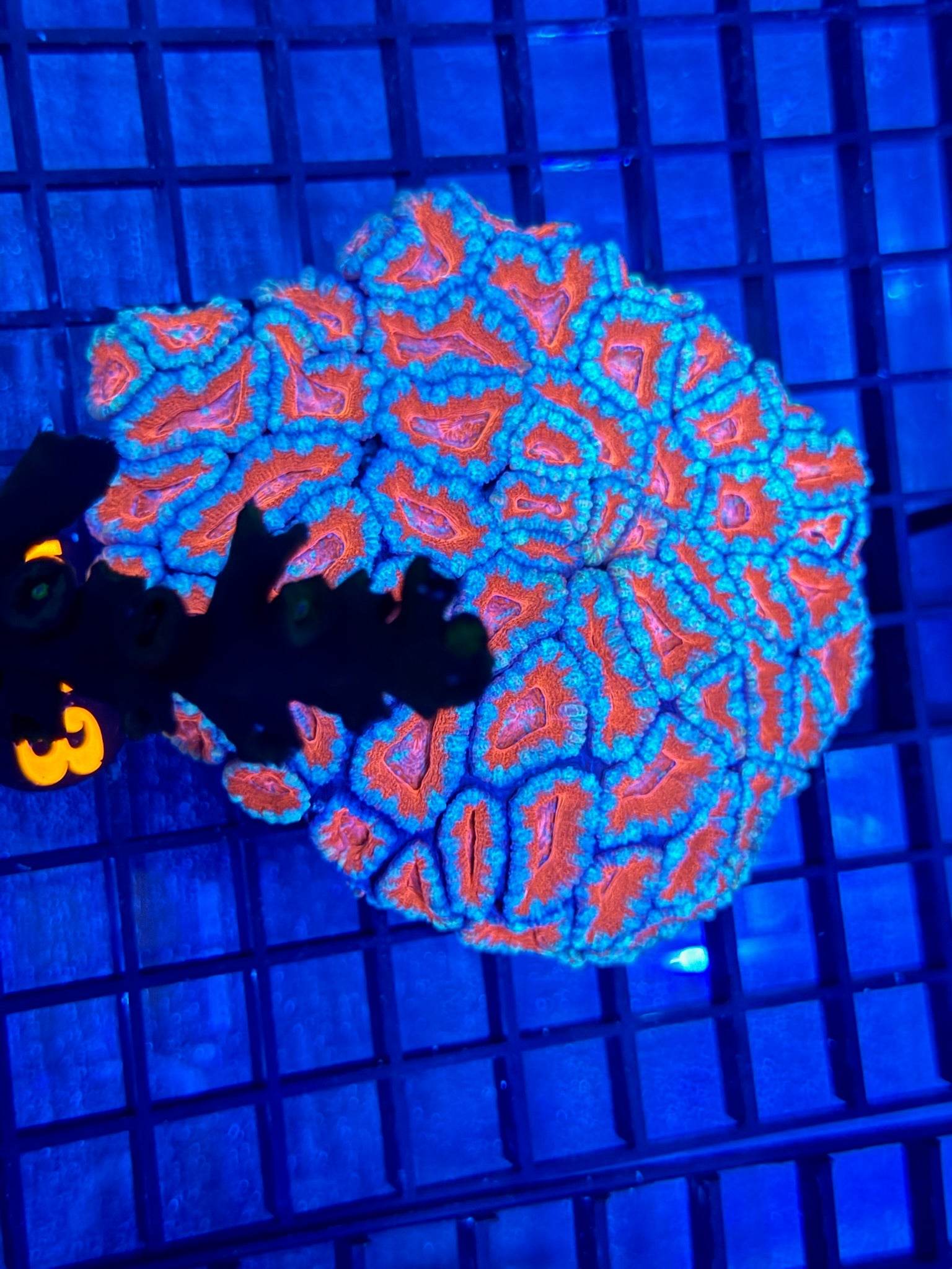 Episode 502 Live Sale Orange Tag #723 ACAN CORAL COLONY