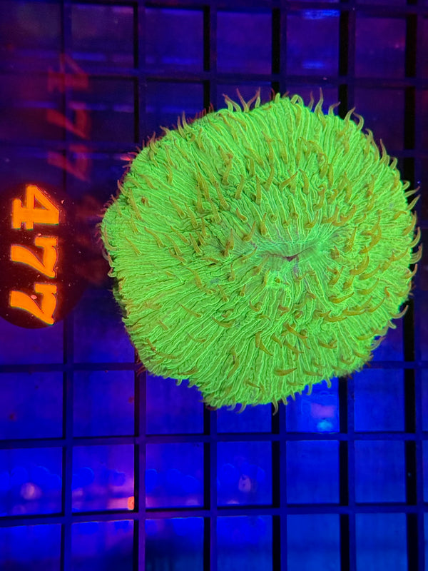 Episode 529 Live Sale Orange Tag #477 ULTRA GREEN PLATE CORAL