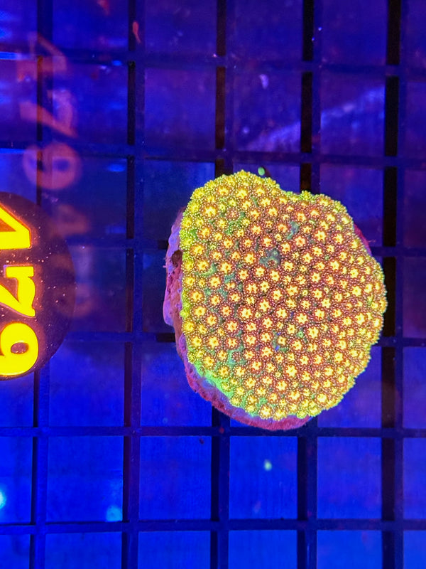 Episode 529 Live Sale Orange Tag #479 RAINBOW GONI