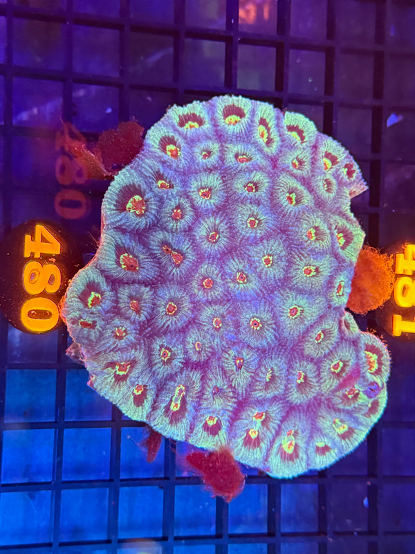 Episode 529 Live Sale Orange Tag #480 ECHANATA COLONY