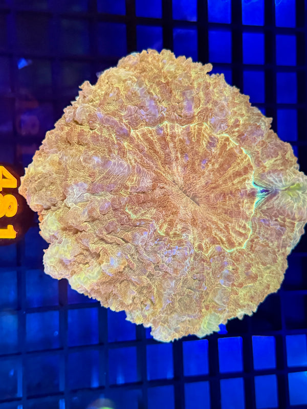 Episode 529 Live Sale Orange Tag #481 GOLDEN ACANTHO CORAL