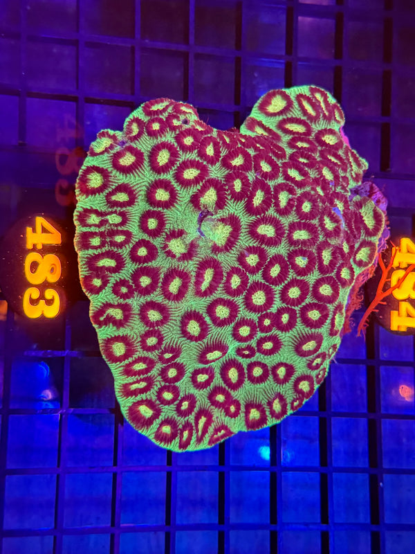 Episode 529 Live Sale Orange Tag #483 ECHANATA COLONY