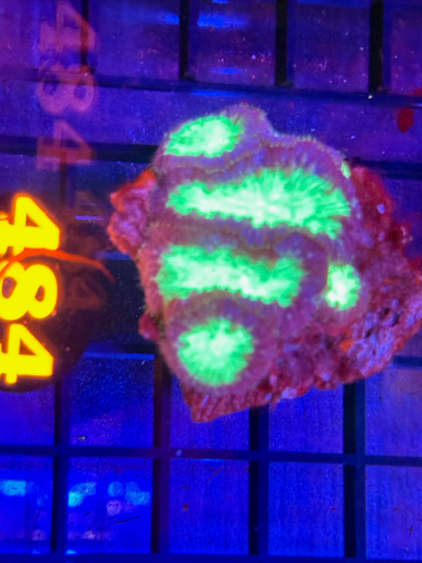 Episode 529 Live Sale Orange Tag #484 BLASTO CORAL