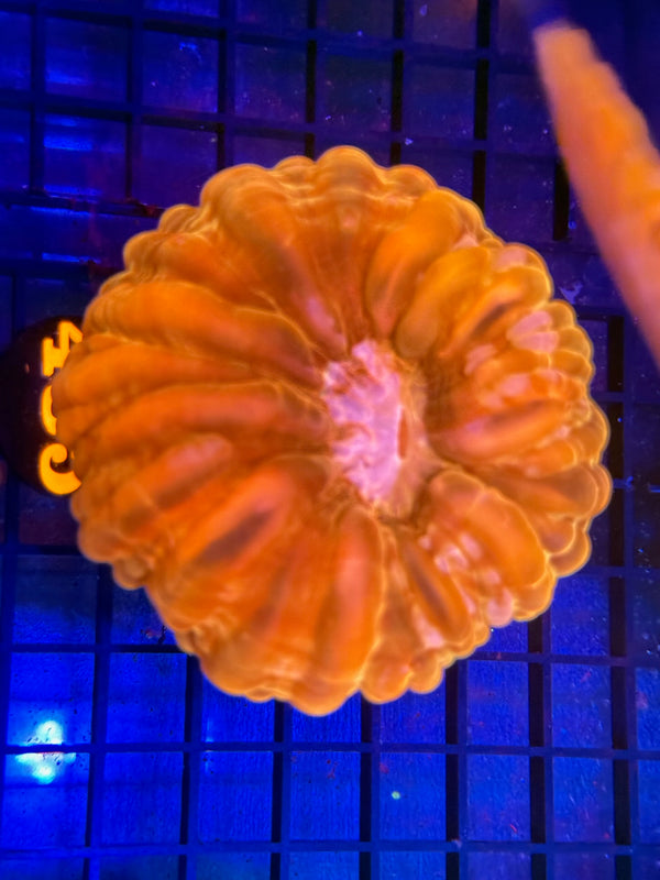 Episode 529 Live Sale Orange Tag #485 ULTRA PINK CYNRINA BUTTON CORAL