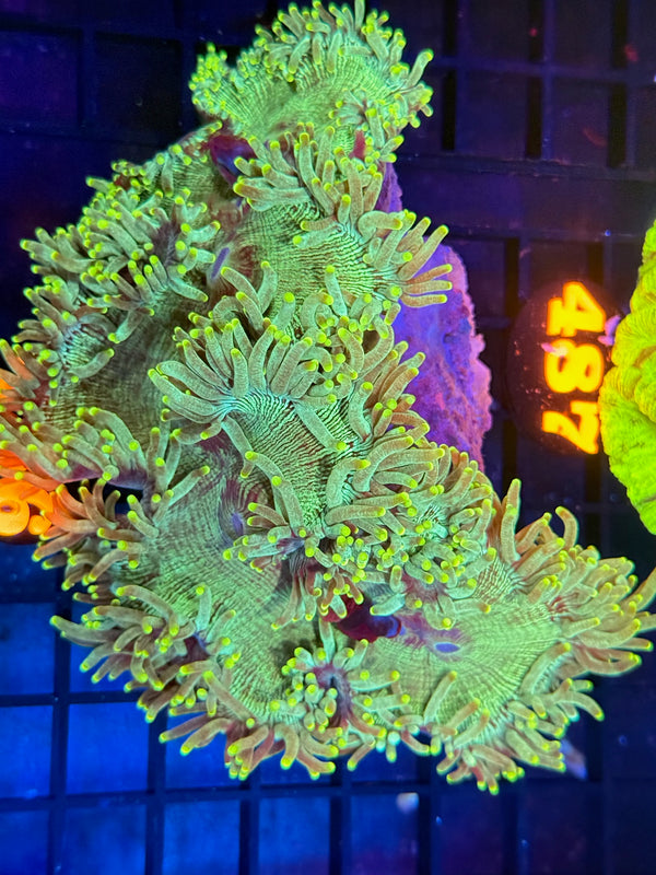 Episode 529 Live Sale Orange Tag #486 ELEGANCE CORAL