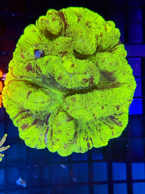 Episode 529 Live Sale Orange Tag #487 ULTRA MULTI COLOR WELSO