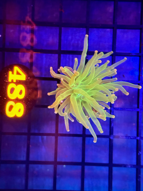 Episode 529 Live Sale Orange Tag #488 COTTON CANDY TORCH