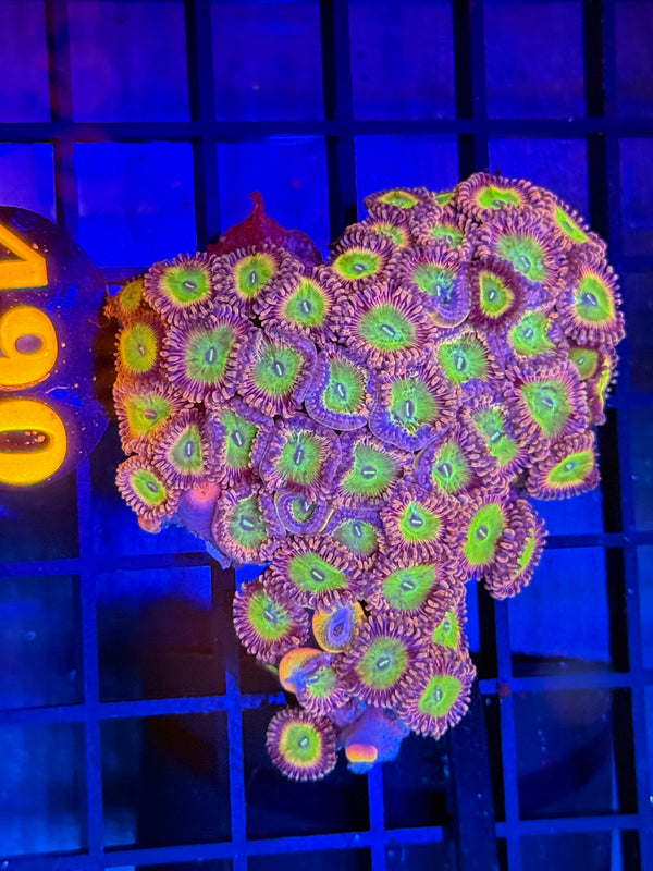 Episode 529 Live Sale Orange Tag #490 DESIGNER ZOA COLONY
