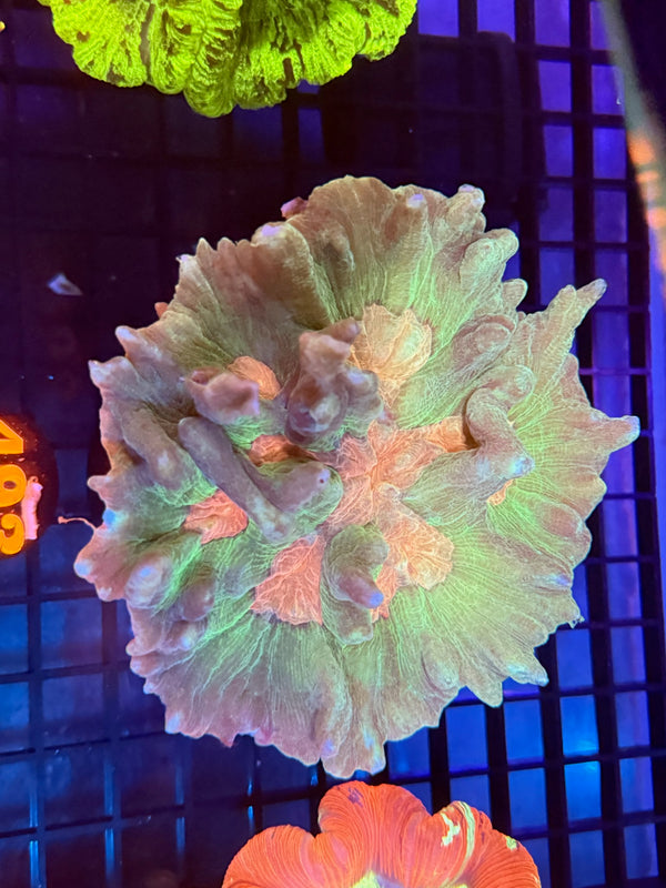 Episode 529 Live Sale Orange Tag #493 PECTINA COLONY