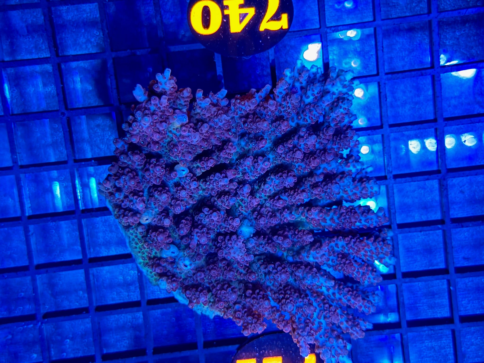 Episode 502 Live Sale Orange Tag #740 ACRO COLONY