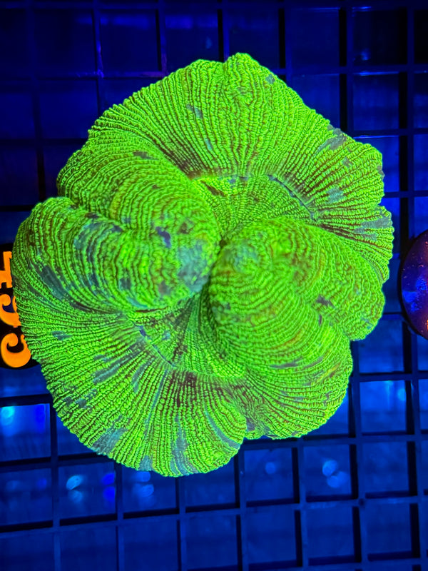 Episode 529 Live Sale Orange Tag #495 ULTRA MULTI COLOR WELSO