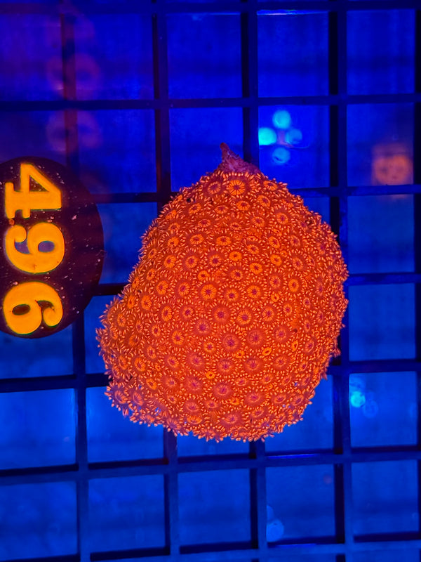 Episode 529 Live Sale Orange Tag #496 RED FLOWERPOT CORAL
