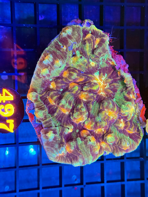 Episode 529 Live Sale Orange Tag #497 ULTRA FIRE ECHINATA COLONY