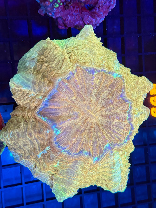 Episode 529 Live Sale Orange Tag #498 GOLDEN ACANTHO CORAL
