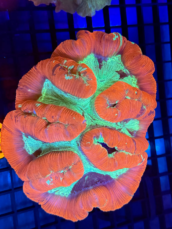 Episode 529 Live Sale Orange Tag #499 ULTRA MULTI COLOR WELSO