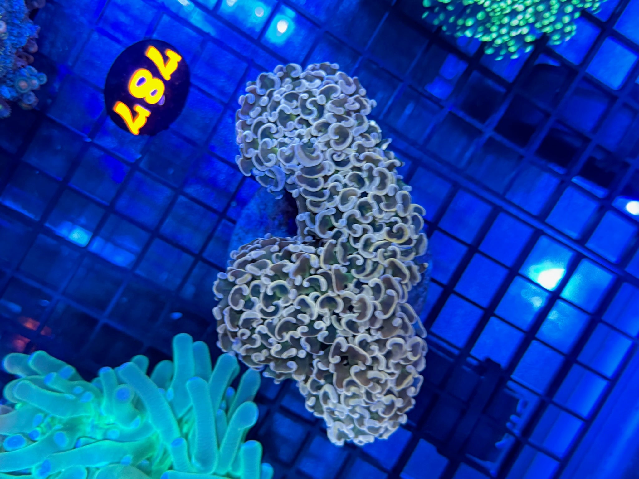 Episode 502 Live Sale Orange Tag #787 BI COLOR HAMMER COLONY
