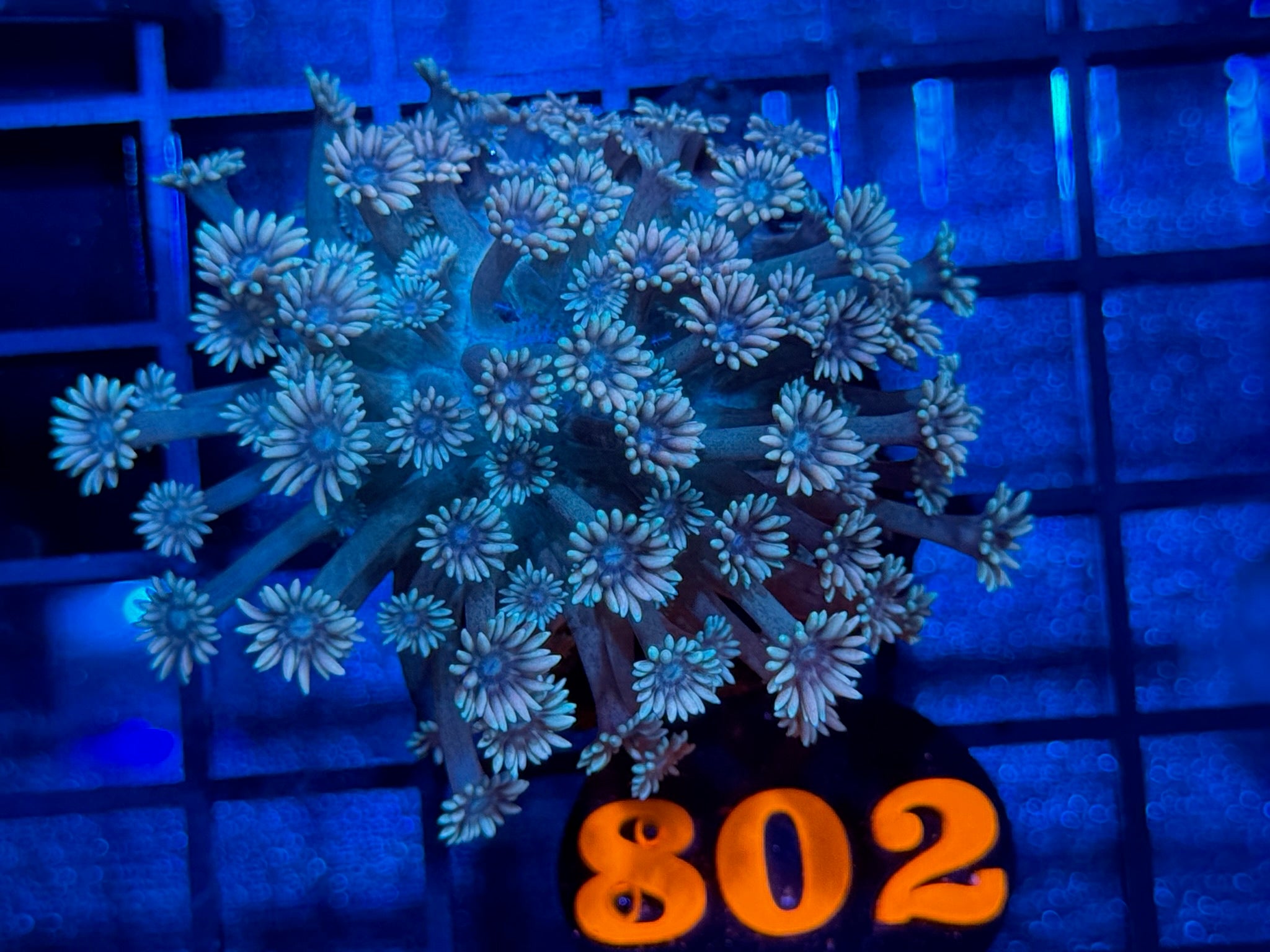 Episode 503 Live Sale Orange Tag #802 MULTI COLOR GONI COLONY