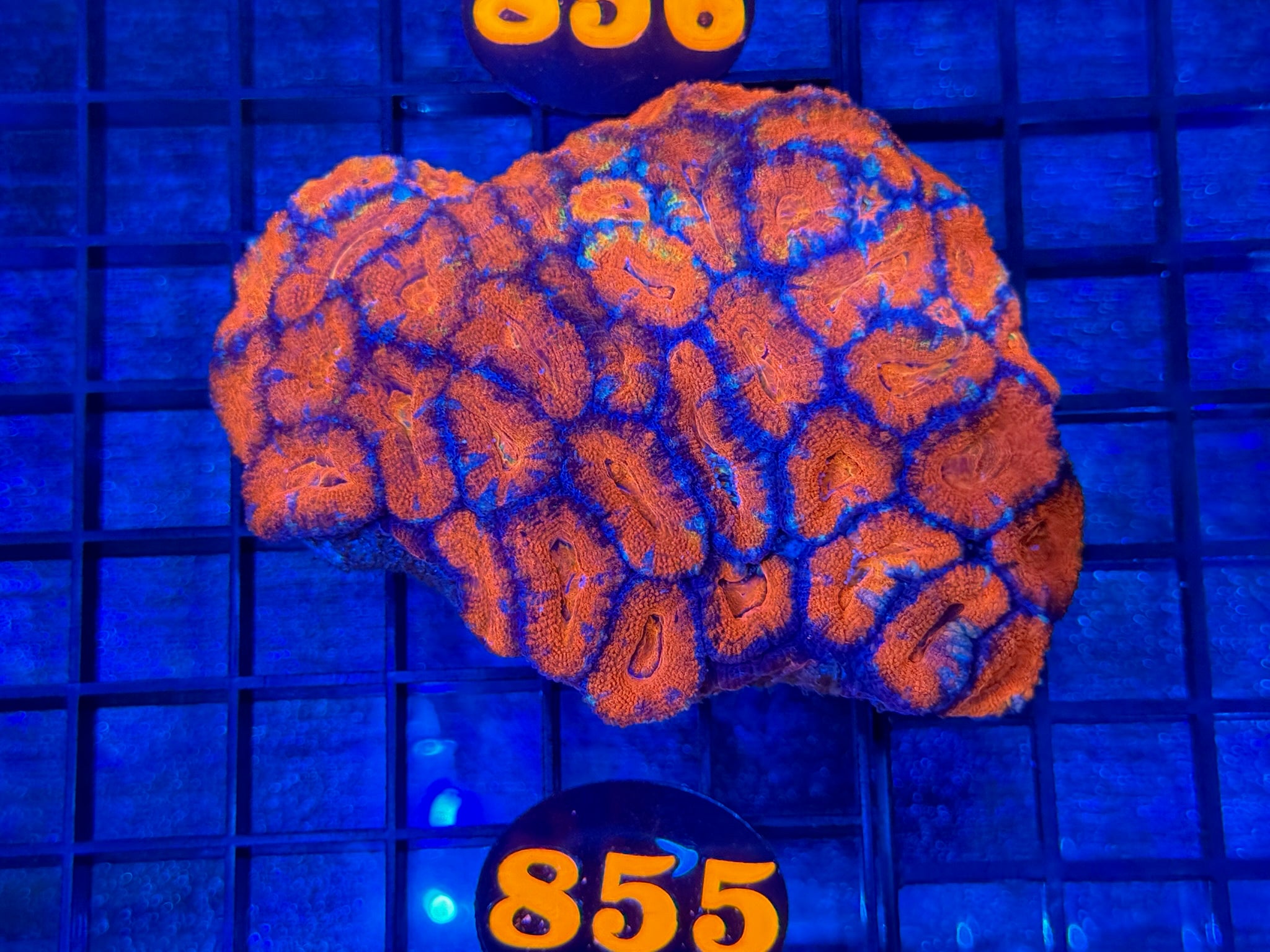 Episode 503 Live Sale Orange Tag #855 ACAN COLONY