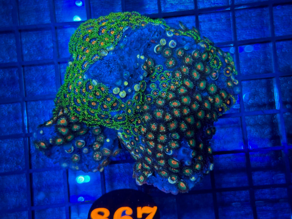 Coral Live Sale Preview