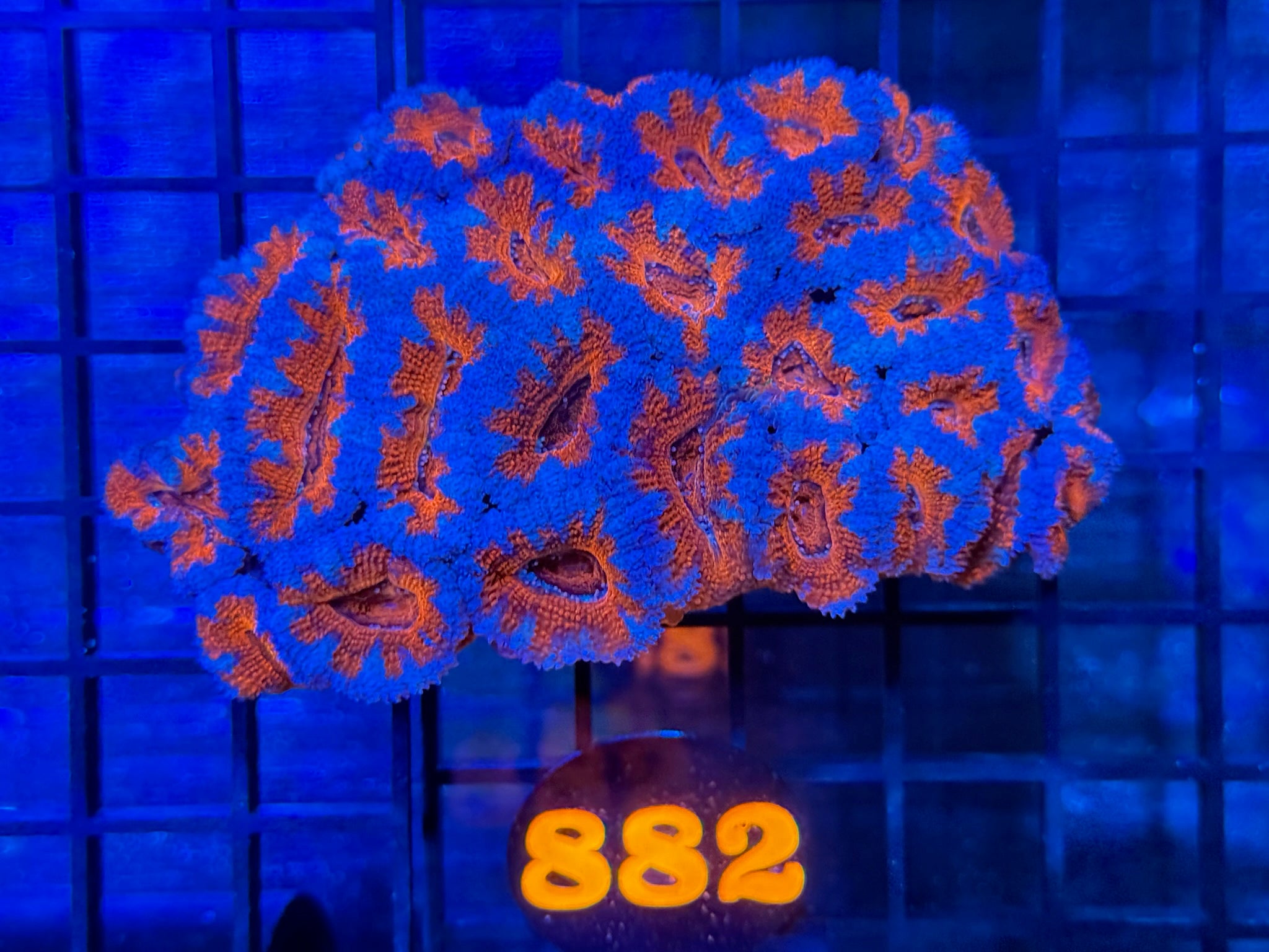 Episode 503 Live Sale Orange Tag #882 ACAN COLONY