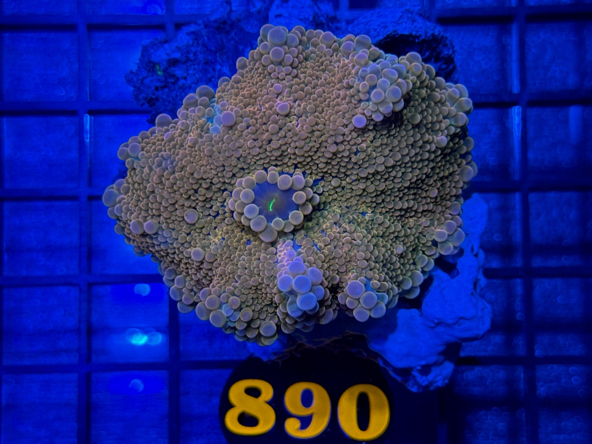 Episode 503 Live Sale Orange Tag #890 RARE INDO YUMA MUSHROOM