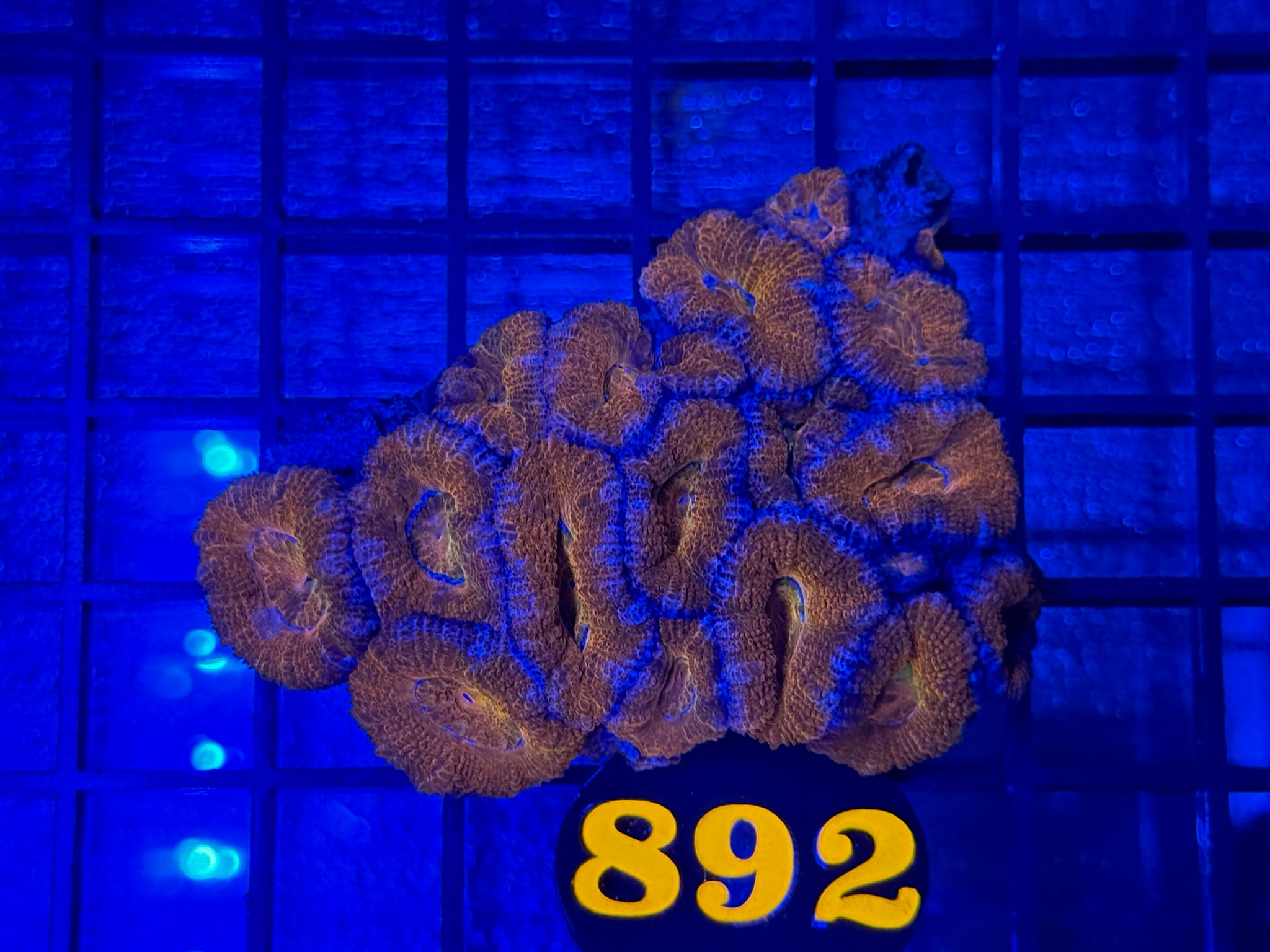 Episode 503 Live Sale Orange Tag #892 ACAN COLONY