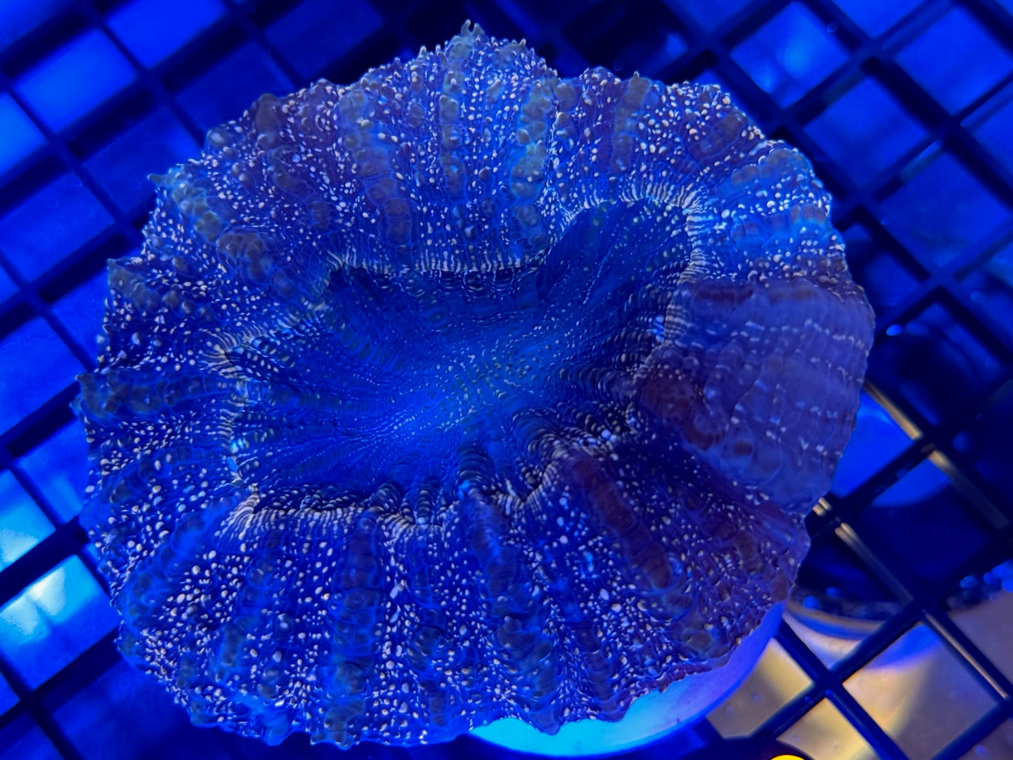 Episode 503 Live Sale Orange Tag #899 ACANTHO CORAL