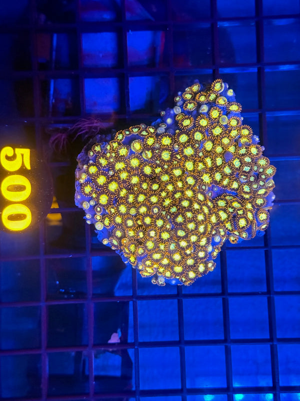 Episode 530 Live Sale Orange Tag #500 ZOA COLONY