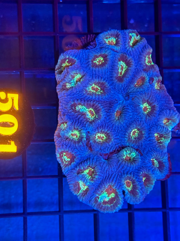 Episode 530 Live Sale Orange Tag #501 ECHANATA COLONY