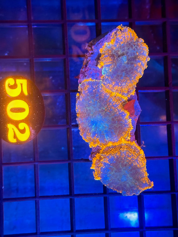 Episode 530 Live Sale Orange Tag #502 MUSHROOM COLONY