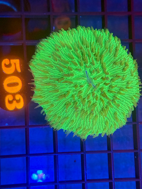 Episode 530 Live Sale Orange Tag #503 ULTRA PLATE CORAL