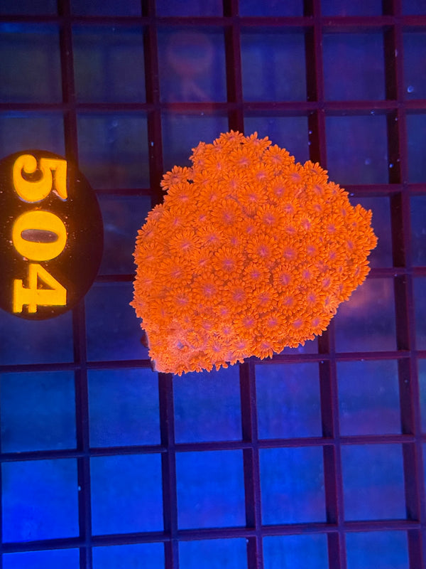 Episode 530 Live Sale Orange Tag #504 RED GONI CORAL