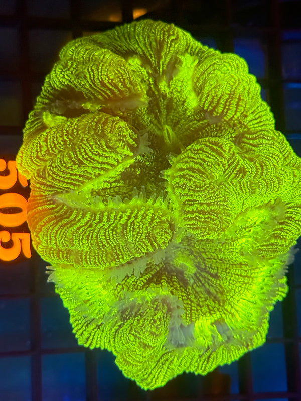 Episode 530 Live Sale Orange Tag #505 ULTRA GREEN WELLSO