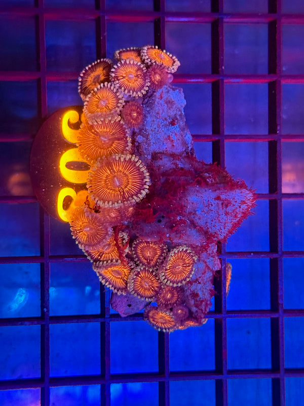 Episode 530 Live Sale Orange Tag #508 ZOA COLONY