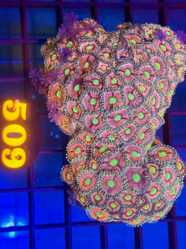 Episode 530 Live Sale Orange Tag #509 ZOA COLONY