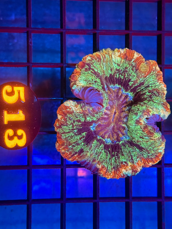 Episode 530 Live Sale Orange Tag #513 ULTRA WELLSO