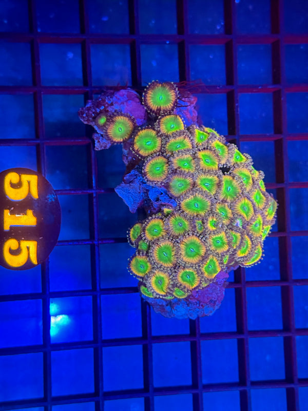 Episode 530 Live Sale Orange Tag #515 ZOA COLONY