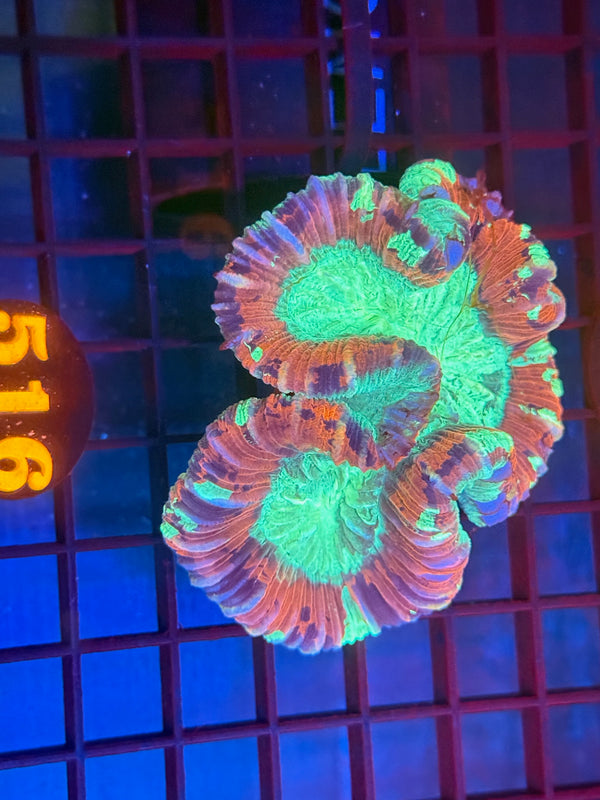 Episode 530 Live Sale Orange Tag #516 ULTRA WELLSO