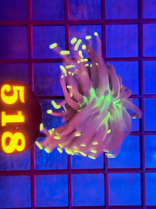 Episode 530 Live Sale Orange Tag #518 INDO JOKERS TORCH