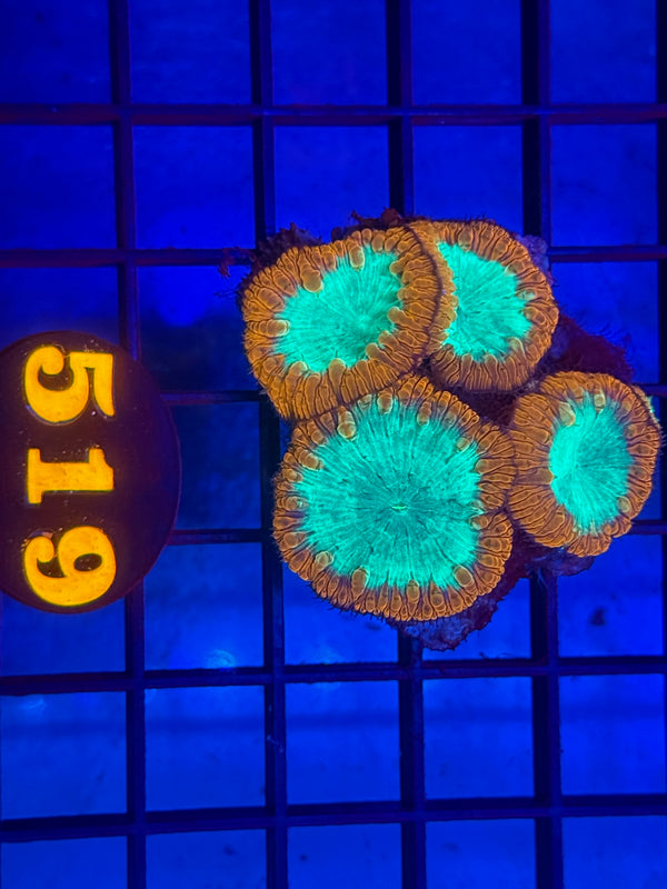 Episode 530 Live Sale Orange Tag #519 BLASTO CORAL