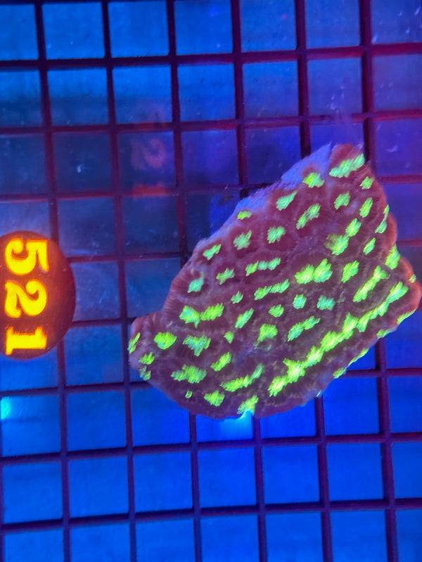 Episode 530 Live Sale Orange Tag #521 FLAVIA PLATE CORAL