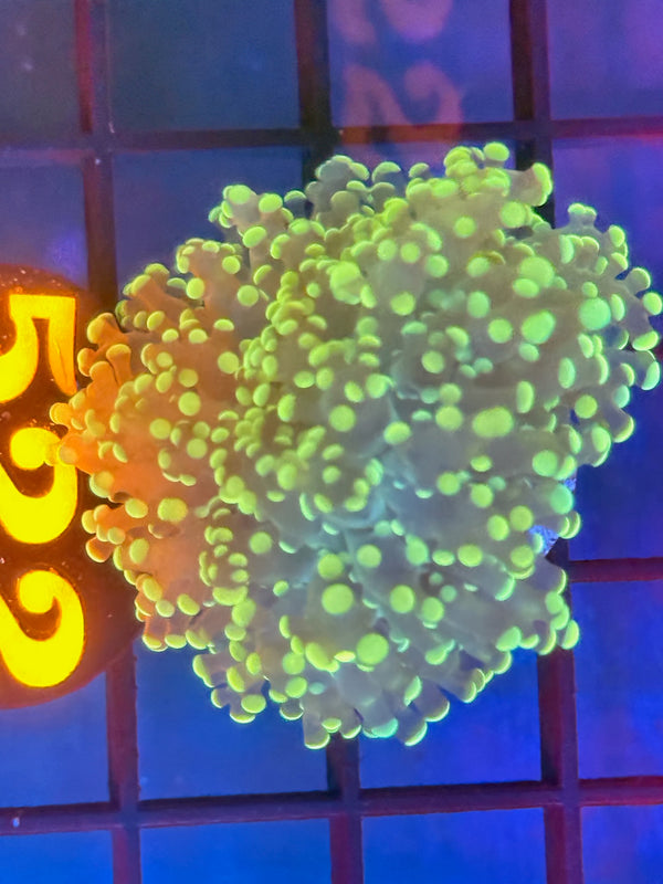 Episode 530 Live Sale Orange Tag #522 FROGSPAWN FRAG