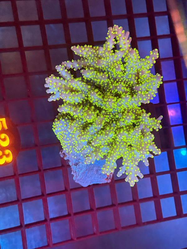 Episode 530 Live Sale Orange Tag #523 ACRO COLONY